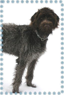 12. Dezember 2010  Ein halbjaehriger Griffonruede    Eino vom Kammeltal